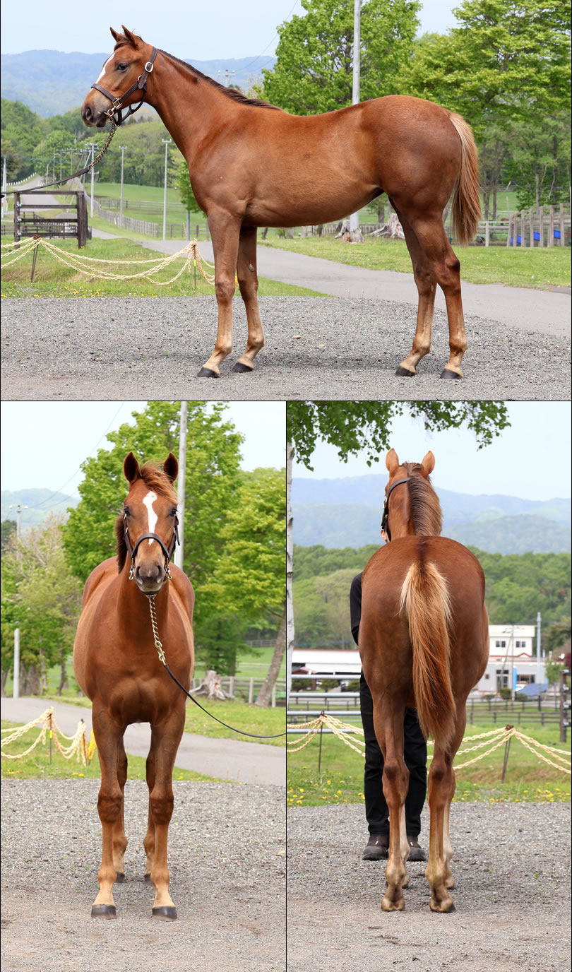 クレオールの2024の写真