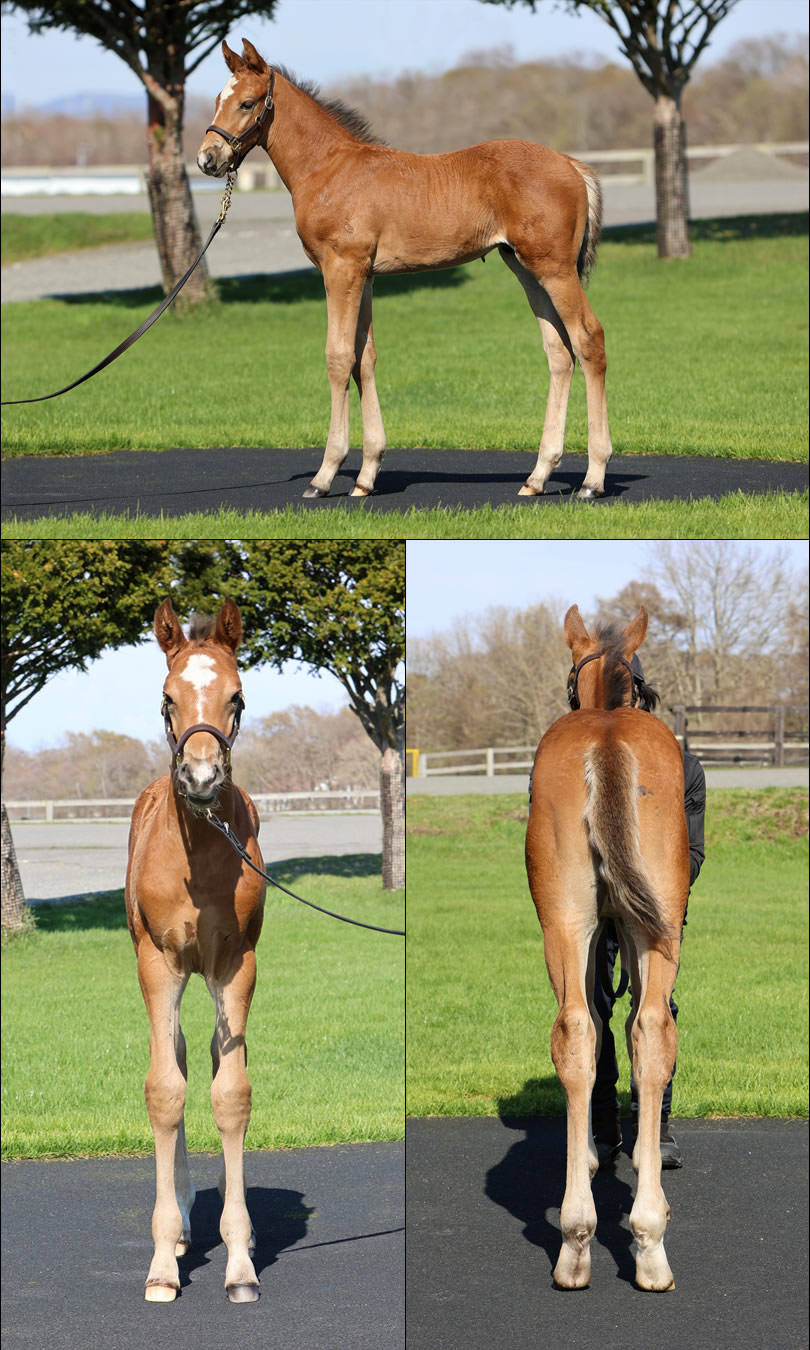 レーヴルシードの2025の写真