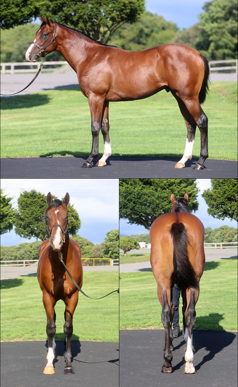 ジョリーリュバンの2024の写真